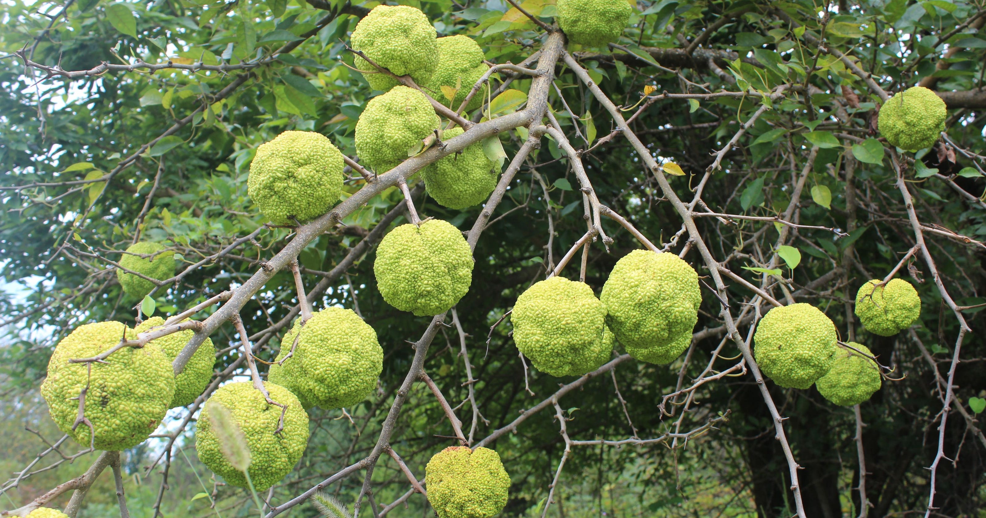 The Hearty Orange Tree Osage Orange